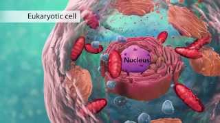 The Cell: High School Biology (b)
