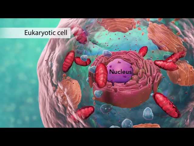 Vídeo relacionado con Cell Biology: Structure, Function & the Molecular Logic of Life (Core Concepts Series)