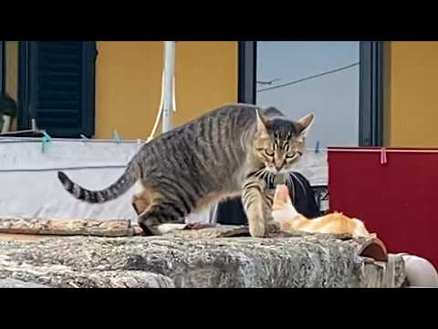 It would take a million years to see this again. Nobody's seen a cat do this, in history