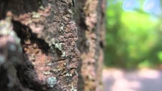 Canon Powershot Elph 110 Review