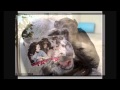 Muere "Chita", el chimpancé de Tarzán (LA MONA DE ...