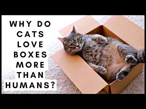 Reasons Why Do Cats Love Boxes More Than Humans