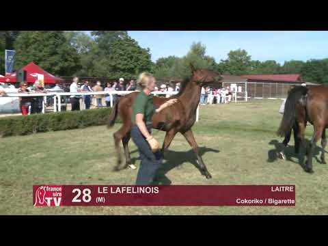 Moulins Foal Show 2021 - lot 28 - Le Lafelinois