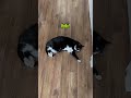 Hello Cat Catsrule Tuxedocat