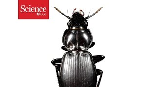Young beetles pump their abs to breathe