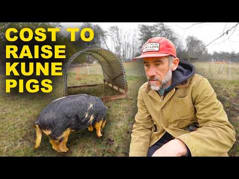Cost to Raise Kune Pigs