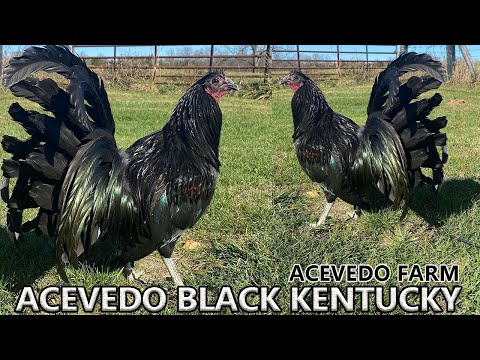 QUALITY Kentucky Beautiful Black Birds - JUAN ACEVEDO FARM Kentucky USA