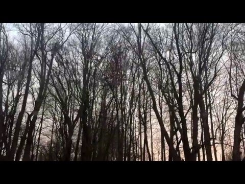 Dancing tree time lapse