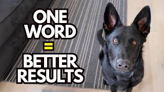 How to Use a Marker Word for Dog Training (and Get Better Results)