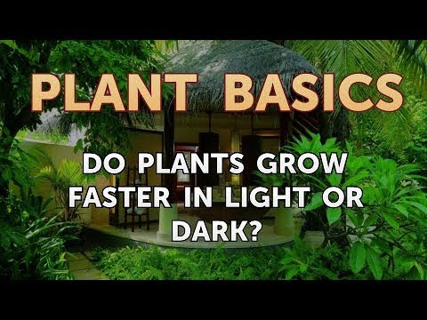 How to Dry an Overwatered Plant