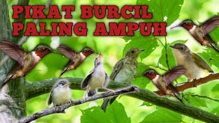 Download lagu MP3 PIKAT BURCIL PALING AMPUH💯BURUNG2 AUTO NGUMPUL‼️ mp3 Download lagu MP3 PIKAT BURCIL PALING AMPUH💯BURUNG2 AUTO NGUMPUL‼️ mp3