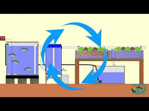 3 Easiest DIY Aquaponic Systems Builds