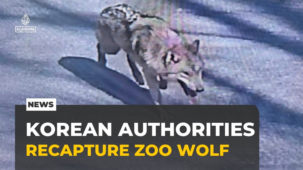 South Korean authorities recapture escaped zoo wolf after nine-day search