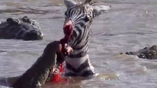 Face-Off Ends in Carnage: Ripping Its Face Apart - Crocodiles Vs. Zebra