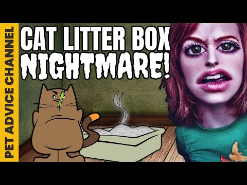 Why is my cat not using the litter box - 8 reasons