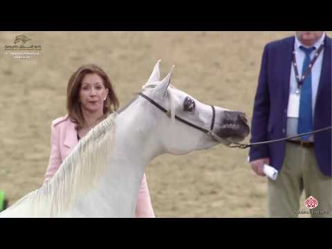 N 67 NAYLA ALNASSER   10th Qatar International Arabian Peninsula Horse Show 2020   3 Years Old Filli