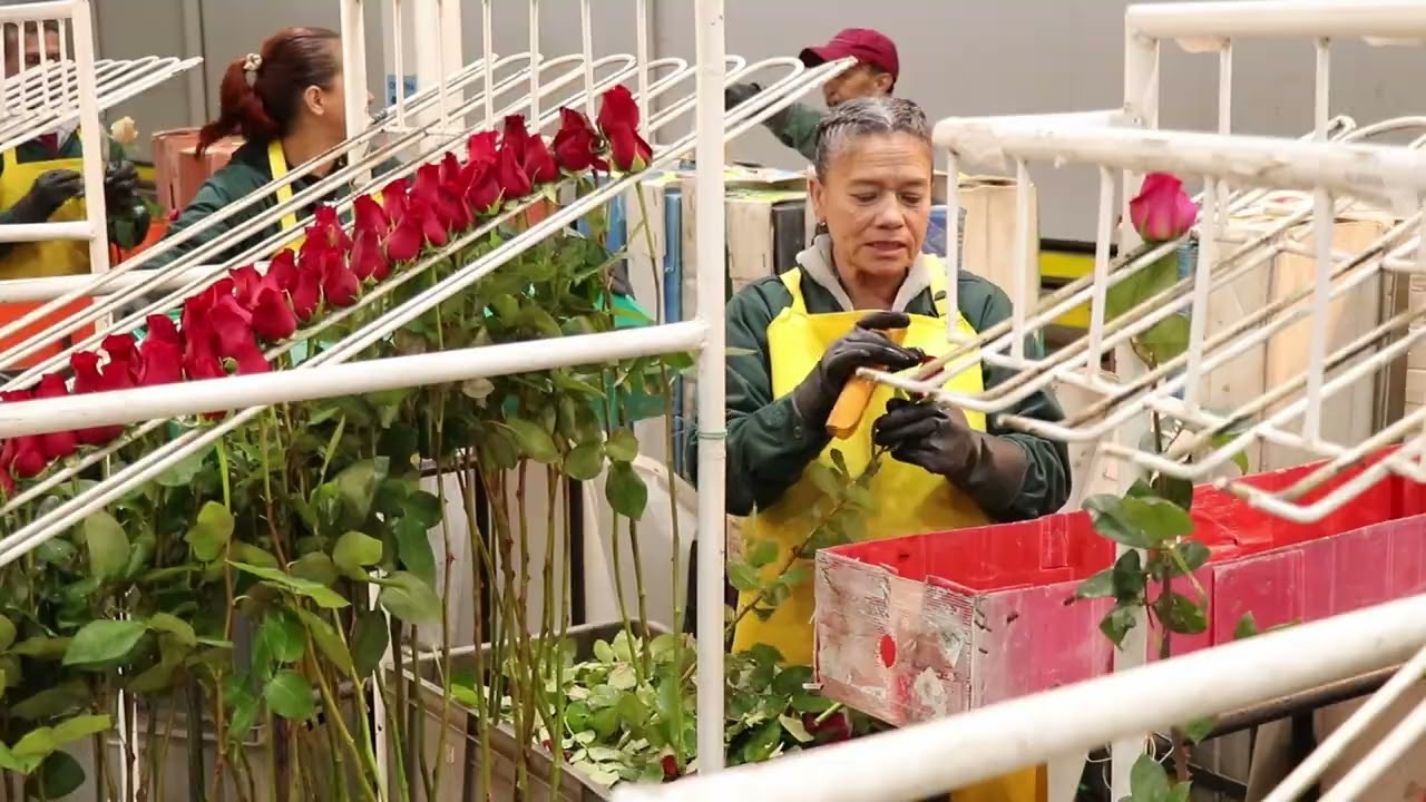 Producción de video