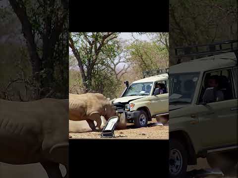Rhino Destroys Car in Seconds!