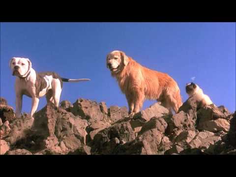 Homeward Bound Theme