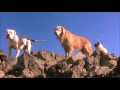 Homeward Bound Theme