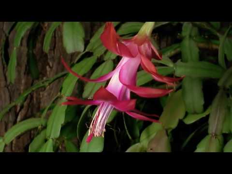 Yakuro & O2 record label -  Pink The Color Of Love