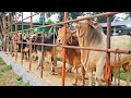 Rakhalbari Agro Big Cow Live Display 2025 Qurbani Cow Video Eid Ul Adha