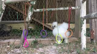 Toys For Chicken Coops Keeps Chickens Entertained