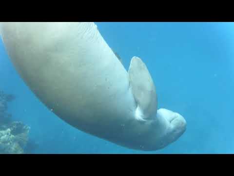 dugong danse