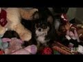 Heisting and Hoarding Chihuahua | Bad Dog!