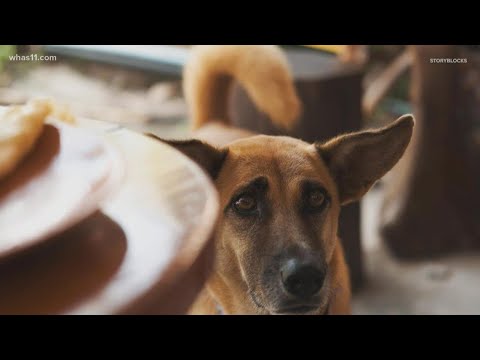 Verifying which Thanksgiving foods are safe for pets