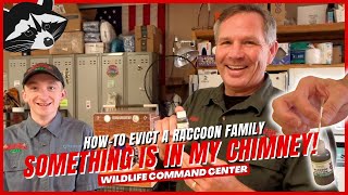 Getting Rid of a Family of Raccoons | Wildlife Command Center