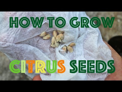 How to Grow Citrus Seeds (So. Darn. Easy.)
