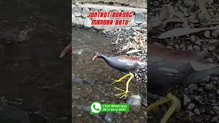 Download lagu SANGAT MIRIP ASLI..!! JONTROT PATUNG BURUNG MANDAR COCOK UNTUK PIKAT mp3