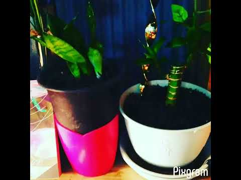 ローズマリーの葉が茶色になるのはなぜですか?最も一般的な 5 つの原因と植物を救うためのヒント  庭園