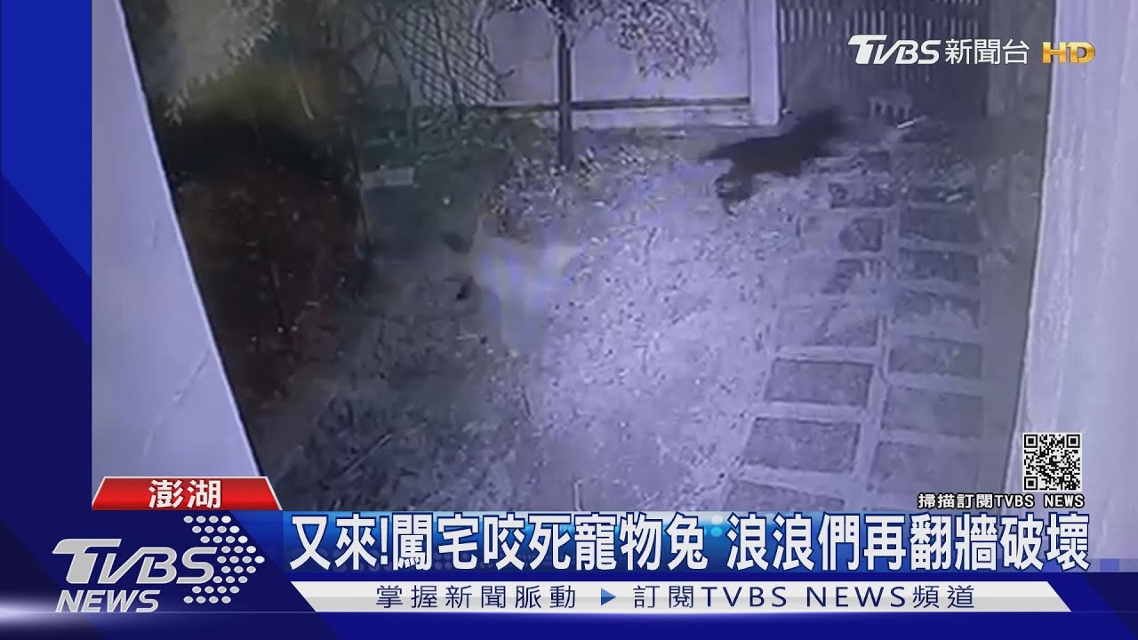 又來!闖宅咬死寵物兔 浪浪們再翻牆破壞