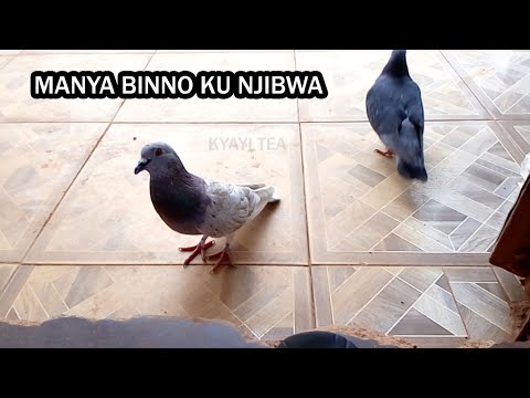 Enjibwa Sinonji Kujja Waka Manya Binno ku Njiibwa Engibwa ne Mikisa