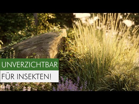 These grasses belong in every garden!