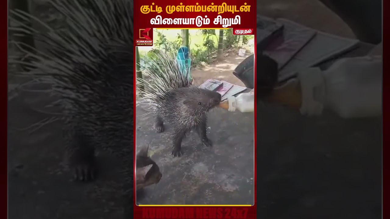 குட்டி முள்ளம்பன்றியுடன் விளையாடும் சிறுமி | Porcupine  | Kumudam News