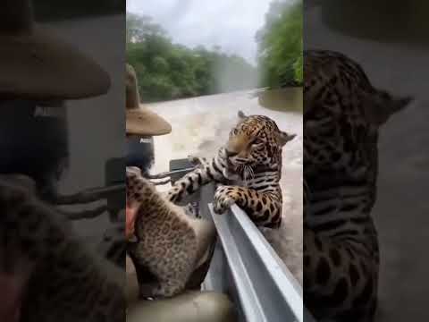 Jaguar Protects Cub During Flood