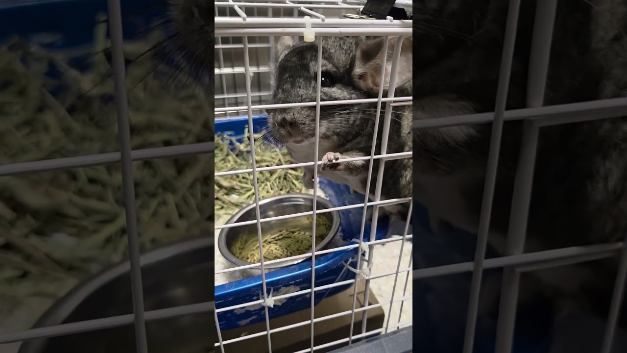 Enlarge Dust Bunny, a Adoptable Chinchilla in Allyn, WA video 5/5