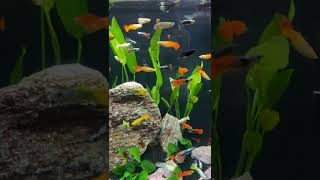 Download lagu You NEED Guppies! #shorts mp3