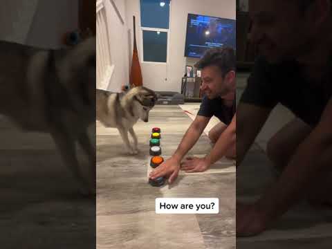 Sapphie the pomsky and daddy communicate with buttons