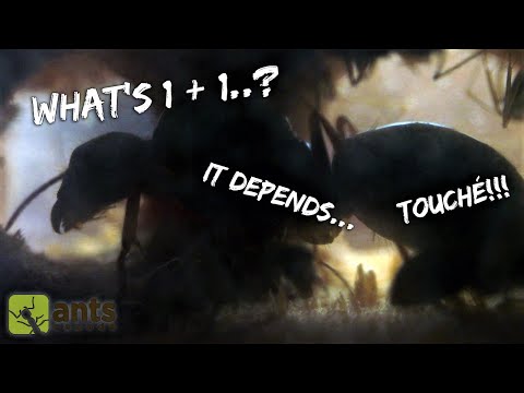 MY CARPENTER ANTS' NEW WOODEN ANT FARM | Watch Collective Ant Intelligence at Work