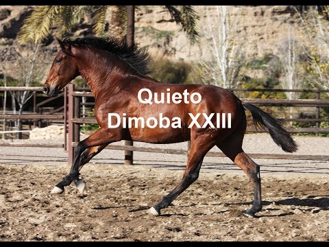 Quieto Dimoba - Dic 2019