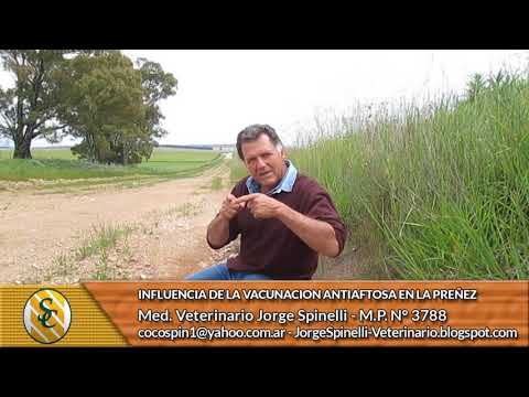 Dr Jorge Spinelli - Influencia de la Vacunación Antiaftosa en la preñez