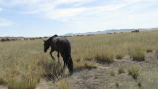 preview picture of video 'Horses are pasturing in open steppe of Mongolia'