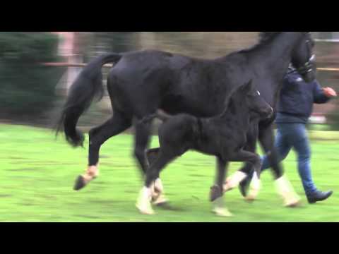 Hengstfohlen v Goldberg