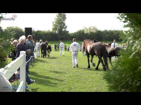 KFPS Kampioenskeuring veulens Centrale Keuring 2014