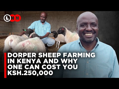 I left America to do Dorper Sheep Farming in Kenya, Zero grazing on a 1/2 Acre plot | LNN