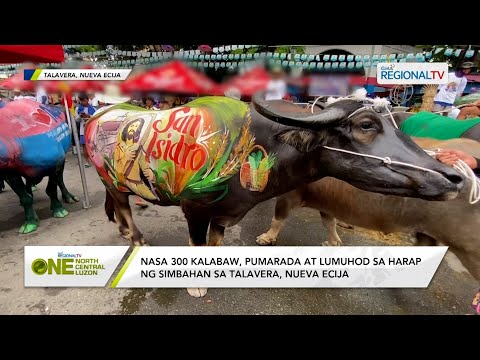 One North Central Luzon: Nasa 300 kalabaw, pumarada at lumuhod sa harap ng simbahan sa Nueva Ecija